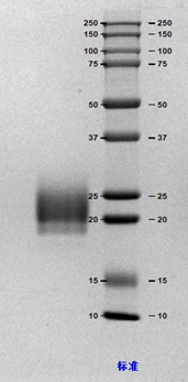 IL-7-1.png IL-7-1.png